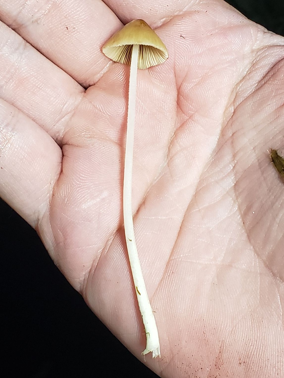 Picture of Conocybe tenera
